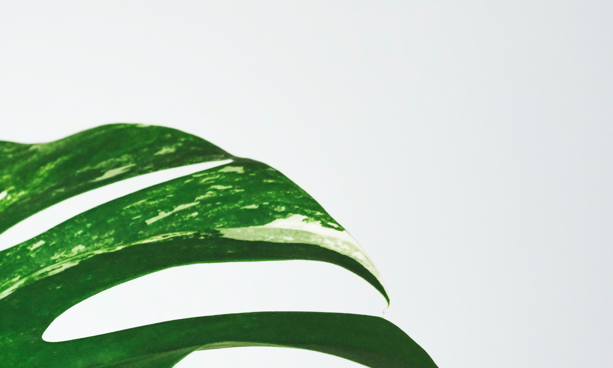 Photo by Severin Candrian on Unsplash - flow yogalab