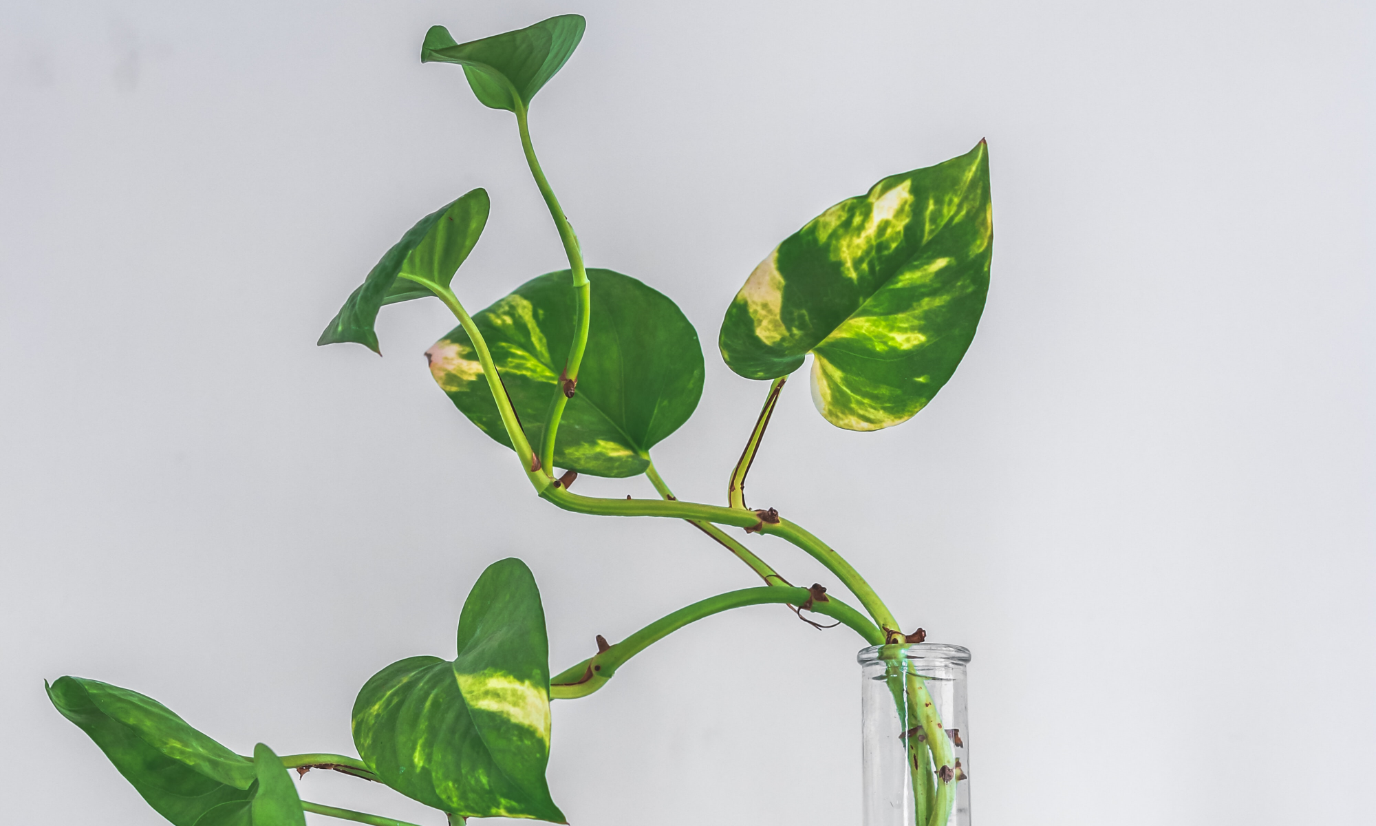 Photo by Waseem Khan on Unsplash - flow yogalab